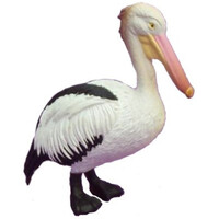 Science & Nature - Pelican