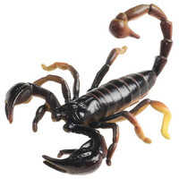 Science & Nature - Scorpion