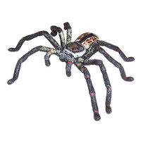 Science & Nature - Huntsman Spider