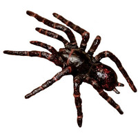 Science & Nature - Sydney Funnel-Web Spider