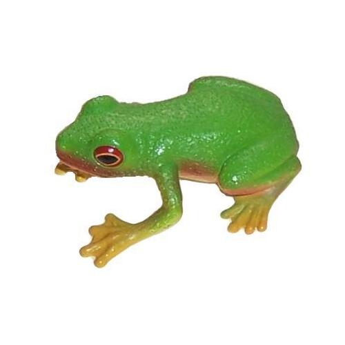 Science & Nature - Red Eyed Green Tree Frog