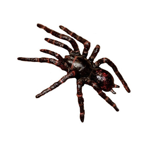 Science & Nature - Sydney Funnel-Web Spider
